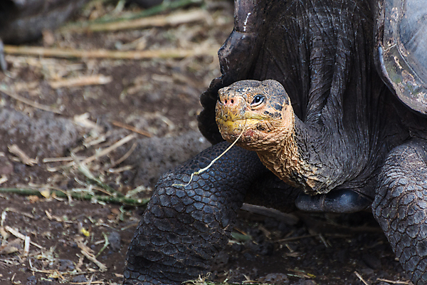포토 JPG 해외이미지 사람없음 남아메리카 에콰도르 갈라파고스 해외포토 아메리카 파일형식 이미지허브