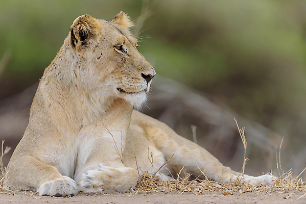 포토 JPG 해외이미지 동물 1 공원 여자 야생동물 포즈 아프리카 자연 아침 털 사람없음 옆모습 머리 고양이 힘 젖음 오픈 입 황무지 황금 치아 위험 사자 큼 빗방울 사파리 육식동물 사자자리 공격적 남아프리카 암사자 전국 해외포토 주간 공공시설 나라 뷰포인트 컨셉 포유류 사람 신체부위 반려동물 별자리 소화기관 비_날씨 크기 암컷 생태계 파일형식 이미지허브