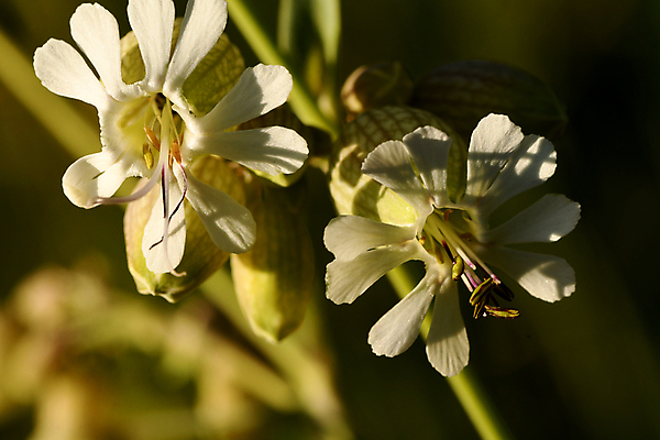 포토 JPG 해외이미지 식물 꽃잎 꽃 줄기 자연 씨앗 사람없음 민들레 그리너리 해외포토 생태계 파일형식 트랜드컬러 이미지허브