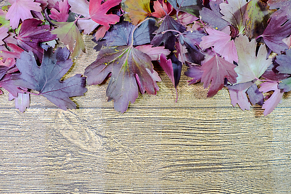 포토 JPG 해외이미지 나무 식물 디자인 계절 리플렛 백그라운드 단풍 잎 자연 추상 프레임 사람없음 장식 빨간색 초록색 컬러풀 노란색 검은색 활발 가을 흰색 축하 원형 신용카드 9월 배열 오브젝트 아치 질감 10월 강렬 건포도 고립 카피스페이스 해외포토 도형 컬러 컨셉 무늬 포도 금융 공백 날짜 생태계 건과일 파일형식 이미지허브