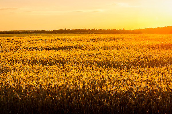 포토 JPG 해외이미지 식물 줄기 밭 농업 자연 옥수수 씨앗 풍경 사람없음 여름 빛 햇빛 태양 농장 농경지 노란색 일출 황혼 일몰 새벽 활발 성장 광선 시골 황금 저녁 낟알 땅 시리얼 밀 귀 호밀 수평선 해외포토 자연요소 계절 산업 음식 컬러 컨셉 곡류 신체부위 노을 야간 생태계 파일형식 이미지허브