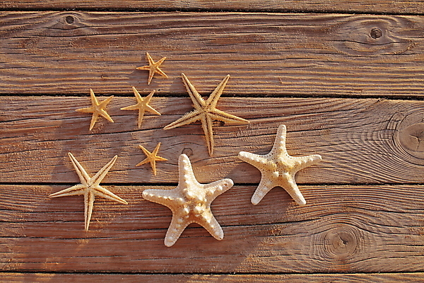 포토 JPG 해외이미지 주간 불가사리 사람없음 야외 나무바닥 해외포토 자연요소 극피동물 바닥 파일형식 이미지허브