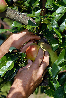 포토 JPG 해외이미지 식물 음식 다이어트 과일 건강 종류 사람없음 다양 신선 심기 해외포토 다수 모션 파일형식 이미지허브