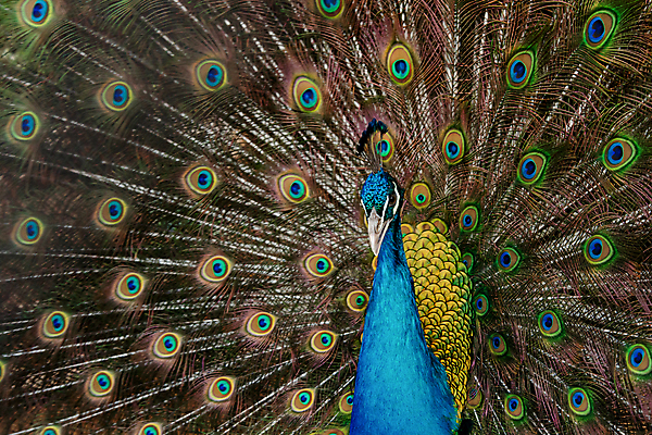 포토 JPG 해외이미지 동물 남자 야생동물 백그라운드 패턴 자연 조류 사람없음 장식 초록색 파란색 컬러풀 머리 활발 펼침 의식 우아함 공작 깃털 묘사 즐거움 질감 꼬리 부리 번짐 보여주기 동물상 터키석 해외포토 감정 컬러 컨셉 무늬 모션 사람 신체부위 조형물 보석 생태계 파일형식 효과 이미지허브