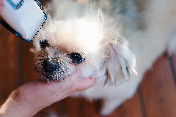 포토 JPG 해외이미지 한마리 손 응시 털 실내 들기 아웃포커스 신체부위 하이앵글 귀여움 강아지 바리깡 애견미용 애견미용사 나무배경 믹스견 해외포토 1 시선 뷰포인트 백그라운드 컨셉 모션 촬영기법 사람 내부 반려동물 뷰티 개 미용사 파일형식 이미지허브