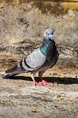 포토 JPG 해외이미지 동물 1 공원 야생동물 백그라운드 날개 자연 조류 거리 바닥 서기 사람없음 야외 회색 흰색 도시 닫기 깃털 비둘기 시멘트 땅바닥 해외포토 공공시설 컬러 모션 생태계 파일형식 이미지허브