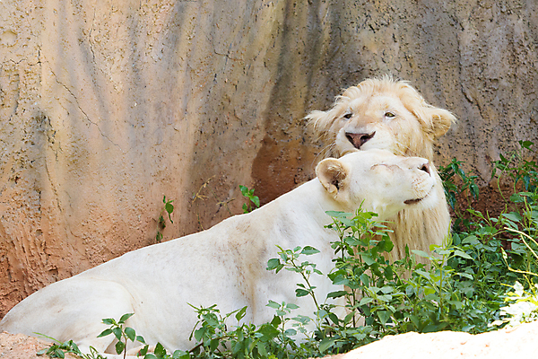 포토 JPG 해외이미지 동물 응시 얼굴 야생동물 새끼 신체 포유류 발 아프리카 자연 놀이 털 동물원 잔디 사람없음 머리 고양이 흰색 표현 보호 위험 사자 작음 가득함 손목시계 피부 육식동물 멸종 거짓말 기르기 해외포토 식물 시선 나라 시계 컬러 컨셉 장신구 신체부위 반려동물 크기 생태계 돌봄 파일형식 이미지허브