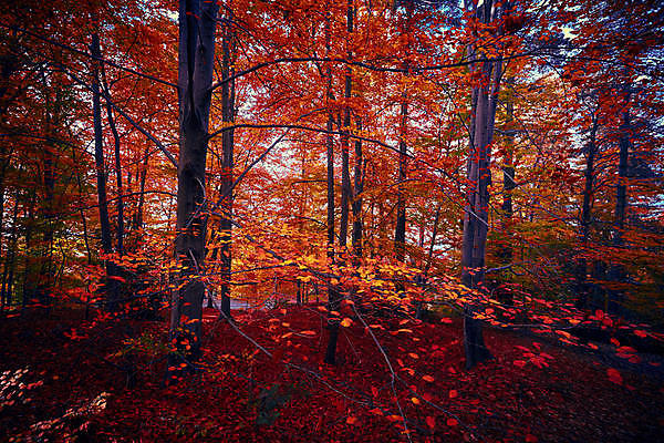 포토 JPG 해외이미지 잎 자연 산 따뜻함 사람없음 빨간색 태양 이탈리아 가을 숲 해외포토 자연요소 식물 계절 유럽 컬러 생태계 파일형식 이미지허브