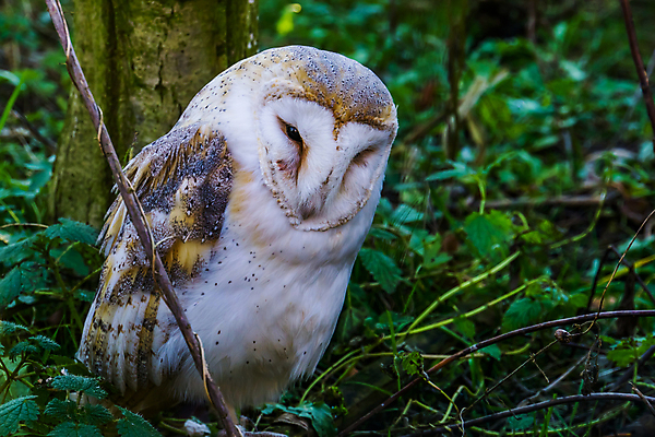 포토 JPG 해외이미지 모양 동물 여자 남자 유럽 얼굴 야생동물 조류 종류 성인 사람없음 반려동물 머리 하트 야간 숲 먹이 네덜란드 육식동물 부엉이 새장 동쪽 외양간 서쪽 인기 진실 포식 해외포토 자연요소 나라 사람 신체부위 방향 케이지 파일형식 이미지허브