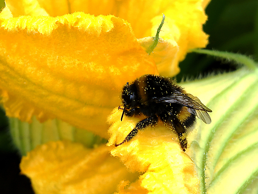포토 JPG 해외이미지 식물 동물 꽃잎 꽃 음식 곤충 날개 자연 건강 사람없음 여름 농장 정원 봄 들꽃 벚꽃 가을 시골 신선 업무 달콤 꿀벌 상품 벌 청소 먹기 만들기 꽃가루 꿀 찌르기 벌집 내추럴 기어가기 생태학 수유 양봉 양봉장 호박벌 해외포토 계절 교육 농업 모션 작업 맛 벌_곤충 가루 생태계 파일형식 이미지허브
