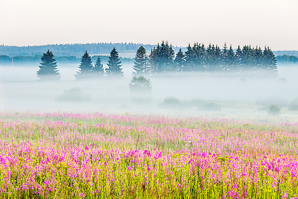 포토 JPG 해외이미지 나무 꽃 밭 자연 하늘 아침 풍경 사람없음 여름 파란색 노란색 일출 안개 가을 숲 그림 러시아 해외포토 주간 식물 계절 유럽 컬러 농업 날씨 노을 생태계 파일형식 이미지허브