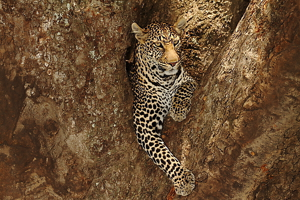 포토 JPG 해외이미지 나무 동물 한마리 응시 야생동물 패턴 포유류 아프리카 자연 휴식 사람없음 야외 눕기 고양이 산책 사막 잠 점 황무지 위험 만족 꼬리 육식동물 서식지 표범 남쪽 게으름 경보 남아프리카 동물상 칼라하리 해외포토 식물 1 시선 감정 나라 컨셉 무늬 모션 반려동물 조형물 방향 생태계 파일형식 이미지허브