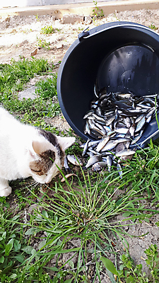 포토 JPG 해외이미지 1 손 음식 바다 백그라운드 신발 발 자연 낚시 건강 어류 앉기 사람없음 물 반려동물 정원 식사 고양이 줄무늬 우정 회색 흰색 신선 잡기 기다림 맛 치아 작음 양동이 손목시계 콧수염 방파제 낚시꾼 생존 해외포토 자연요소 동물 공공시설 시계 컬러 컨셉 무늬 장신구 포유류 모션 레저 수염 신체부위 친구 수중동물 소화기관 크기 생태계 파일형식 이미지허브
