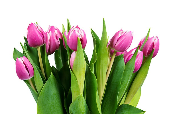 포토 JPG 해외이미지 꽃잎 꽃 잎 사람없음 정원 튤립 다발 해외포토 식물 파일형식 이미지허브