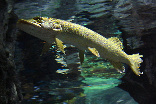 포토 JPG 해외이미지 동물 야생동물 바다 여행 백그라운드 자연 어류 동양인 사람없음 물 파란색 컬러풀 일본 검은색 수중 흰색 황금 큼 다이빙 수족관 잉어 내추럴 이국적 해외포토 자연요소 아시아 컬러 인종 수영 수중동물 크기 생태계 수중스포츠 파일형식 이미지허브