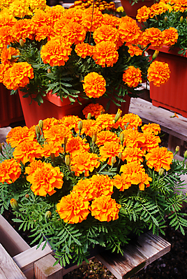 포토 JPG 해외이미지 식물 계절 꽃잎 꽃 백그라운드 잎 꽃무늬 농업 오렌지 자연 국화 사람없음 장식 빨간색 초록색 여름 컬러풀 노란색 정원 봄 젖음 벚꽃 가을 개화 맛 원예 꽃가루 프랑스어 생태학 해외포토 문자 교육 산업 컬러 컨셉 무늬 과일 취미 가루 생태계 파일형식 이미지허브