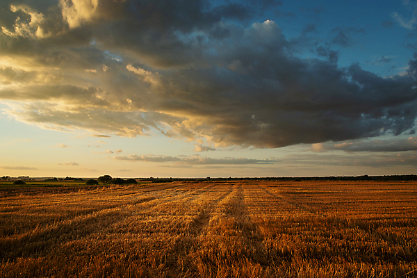 포토 JPG 해외이미지 구름 계절 백그라운드 밭 농업 오렌지 자연 하늘 아침 풍경 사람없음 여름 파란색 빛 농작물 햇빛 농장 농경지 노란색 일출 맑음 어둠 황혼 일몰 새벽 수확 가을 시골 황금 저녁 수평선 해외포토 주간 자연요소 산업 컬러 과일 날씨 태양 노을 야간 생태계 파일형식 이미지허브