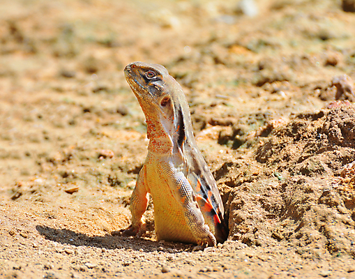포토 JPG 해외이미지 응시 아시아 야생동물 나비 파충류 태국 자연 휴식 동양인 사람없음 야외 초록색 컬러풀 흙 관찰 구멍 손목시계 눈금 도마뱀 내추럴 땅바닥 혼자 해외포토 동물 시선 나라 시계 컬러 곤충 컨셉 장신구 모션 바닥 인종 생태계 파일형식 이미지허브