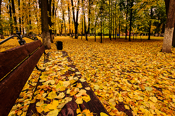 포토 JPG 해외이미지 주간 공원 단풍 낙엽 단풍나무 풍경 사람없음 야외 주황색 가을 해외포토 자연요소 나무 계절 공공시설 컬러 잎 파일형식 이미지허브