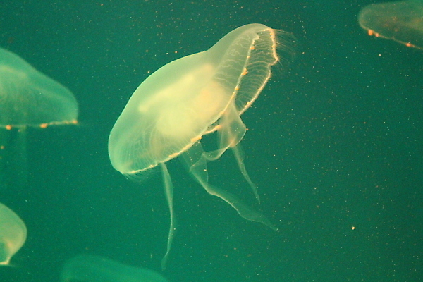 포토 JPG 해외이미지 모양 동물 야생동물 바다 백그라운드 자연 생물 사람없음 물 파란색 빛 수중 수영 어둠 투명 위험 수족관 젤리 해파리 광 깊이 해외포토 자연요소 컬러 컨셉 디저트 수상스포츠 자포동물 생태계 파일형식 이미지허브