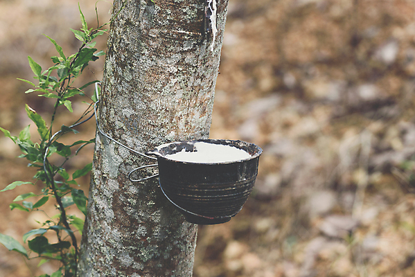 포토 JPG 해외이미지 나무 식물 산업 아시아 도로 길 잎 농업 태국 자연 풍경 사람없음 야외 목재 초록색 농작물 농장 환경 침묵 우유 수확 성장 흰색 나뭇가지 시골 신선 액체 사발 떨어짐 냄비 숲 자르기 날것 장면 고무 내추럴 라텍스 해외포토 나라 컬러 컨셉 재료 교통시설 모션 유제품 소리 사기그릇 솥 생태계 파일형식 이미지허브