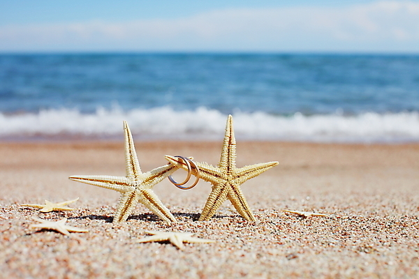 포토 JPG 해외이미지 주간 모래 불가사리 해변 사람없음 야외 결혼반지 해외포토 자연요소 바다 결혼 극피동물 반지 파일형식 이미지허브