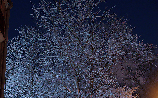 포토 JPG 해외이미지 나무 계절 백그라운드 겨울 자연 날씨 휴가 요정 사람없음 야외 빛 환경 냉동 어둠 황혼 놀람 새벽 추위 흰색 나뭇가지 등불 램프 신선 떨어짐 야간 저녁 12월 서리 장면 마법 빛망울 1월 내추럴 폭설 눈내림 해외포토 자연요소 식물 감정 컬러 컨셉 조명 눈_날씨 표정 일몰 날짜 자연재해 생태계 파일형식 이미지허브