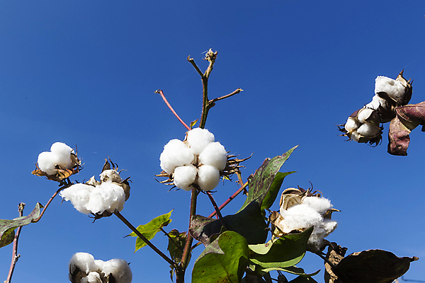 포토 JPG 해외이미지 식물 꽃 산업 줄기 밭 농업 공 자연 하늘 씨앗 사람없음 파란색 농작물 농장 환경 수확 성장 흰색 나뭇가지 직물 면 호주 매끈함 순수 유기농 질감 날것 부드러움 섬유 솜털 알레르기 밭일 숙성 세련 해외포토 나무 웰빙 컬러 컨셉 감각 오세아니아 질병 생태계 파일형식 이미지허브
