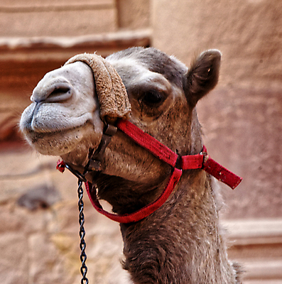 포토 JPG 해외이미지 동물 얼굴 야생동물 모래 여행 백그라운드 포유류 교통시설 자연 주택 건조 털 풍경 사람없음 야외 빨간색 여름 노란색 머리 여행객 사막 표현 뜨거움 기다림 치아 승차 모래언덕 호기심 낙타 아라비아 보물 사하라 단봉낙타 요르단 해외포토 계절 감정 컬러 교통 컨셉 중동 모션 아프리카 사람 건물 신체부위 소화기관 언덕 시설 생태계 파일형식 이미지허브
