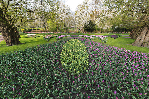 포토 JPG 해외이미지 나무 식물 계절 공원 꽃 유럽 백그라운드 꽃무늬 밭 자연 풍경 사람없음 야외 초록색 여름 컬러풀 노란색 정원 보라색 봄 튤립 벚꽃 네덜란드 원예 내추럴 해외포토 공공시설 나라 컬러 무늬 농업 취미 생태계 파일형식 이미지허브