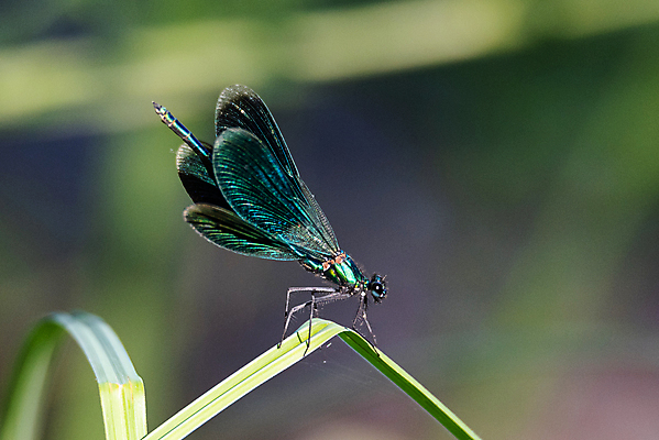 포토 JPG 해외이미지 동물 1 남자 야생동물 나비 곤충 잎 날개 자연 사람없음 야외 초록색 물 여름 파란색 태양 갈색 노란색 맑음 나뭇가지 용 연못 벌레 잠자리 큼 시원함 생물학 보케 고립 해외포토 자연요소 나무 식물 계절 교육 컬러 날씨 사람 크기 생태계 파일형식 이미지허브