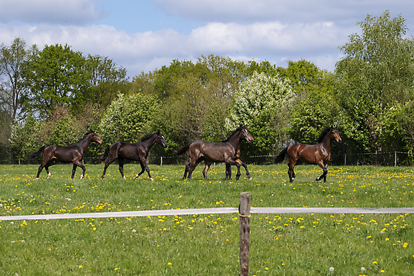 포토 JPG 해외이미지 동물 꽃 야생동물 밭 모션 자연 하늘 풍경 사람없음 야외 초록색 파란색 달리기 갈색 맑음 점프 힘 봄 목장 자유 시골 시간 승마 군중 속도 갈기 지휘 바둑 반항 해외포토 식물 계절 스포츠 컬러 컨셉 농업 놀이 날씨 사람 생태계 파일형식 이미지허브