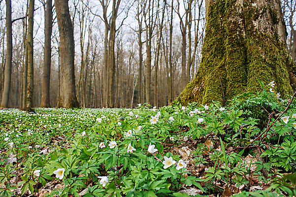 포토 JPG 해외이미지 나무 식물 계절 꽃잎 꽃 잎 꽃무늬 자연 풍경 사람없음 야외 목재 초록색 빛 햇빛 태양 환경 봄 카펫 들꽃 에너지 벚꽃 흰색 개화 숲 작음 장면 내추럴 삼림지대 아네모네 많음 해외포토 자연요소 컬러 컨셉 무늬 재료 크기 생태계 파일형식 이미지허브