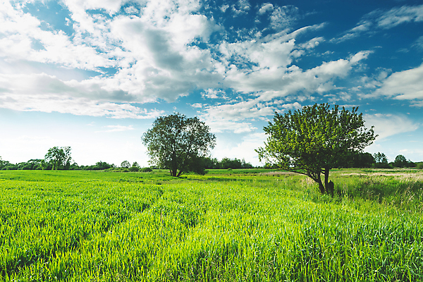 포토 JPG 해외이미지 나무 구름 계절 백그라운드 자연 벽지 하늘 풍경 사람없음 초록색 여름 파란색 햇빛 환경 맑음 봄 흰색 시골 신선 땅 내추럴 수평선 해외포토 자연요소 식물 컬러 날씨 태양 생태계 파일형식 이미지허브