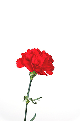 포토 JPG 해외이미지 꽃 사람없음 카네이션 해외포토 식물 파일형식 이미지허브