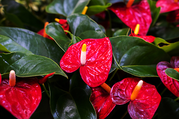 포토 JPG 해외이미지 식물 꽃 화분 잎 꽃무늬 사람없음 장식 빨간색 컬러풀 벚꽃 신선 개화 우아함 확대 플라밍고 고립 이국적 해외포토 컬러 컨셉 무늬 조류 파일형식 이미지허브