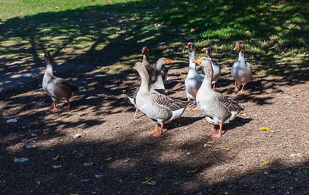 포토 JPG 해외이미지 동물 공원 호수 야생동물 백그라운드 봄꽃 자연 조류 풍경 사람없음 야외 초록색 물 여름 봄 닫기 깃털 부리 목 거위 내추럴 노란배경 화창 해외포토 자연요소 계절 공공시설 꽃 컬러 모션 날씨 신체부위 노란색 생태계 파일형식 이미지허브