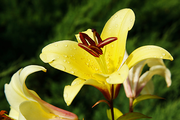 포토 JPG 해외이미지 식물 계절 꽃잎 꽃 꽃다발 백그라운드 잎 꽃무늬 자연 천사 종류 사람없음 야외 초록색 여름 컬러풀 노란색 정원 봄 인사 신선 개화 황금 닫기 백합 묘사 원예 질감 향기 꽃가루 부드러움 내추럴 영원 해외포토 컬러 무늬 모션 취미 예절 감각 가루 생태계 냄새 파일형식 이미지허브