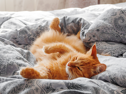 포토 JPG 해외이미지 한마리 실내 사람없음 반려동물 햇빛 고양이 이불 침대 낮잠 반려묘 해외포토 동물 1 가구 포유류 침구 내부 태양 잠 파일형식 이미지허브