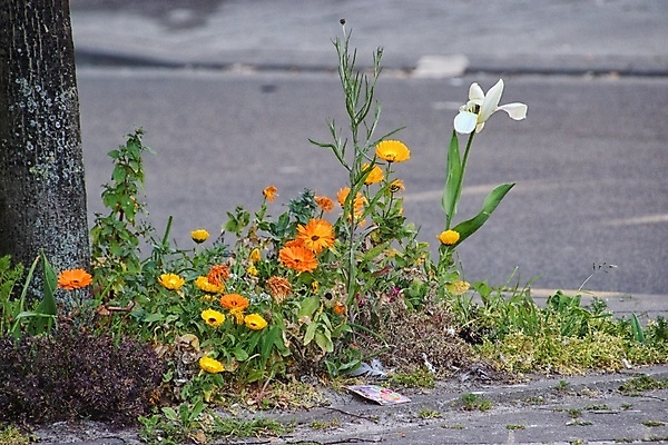 포토 JPG 해외이미지 꽃잎 꽃 잎 자연 사람없음 아웃포커스 봄 화창 해외포토 식물 계절 날씨 촬영기법 생태계 파일형식 이미지허브