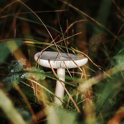 포토 JPG 해외이미지 식물 계절 야생동물 음식 백그라운드 자연 이끼 사람없음 야외 목재 초록색 갈색 버섯 가을 흰색 숲 내추럴 곰팡이 그물버섯 독버섯 식용 캡모자 해외포토 나무 동물 모자_잡화 컬러 재료 생태계 파일형식 이미지허브