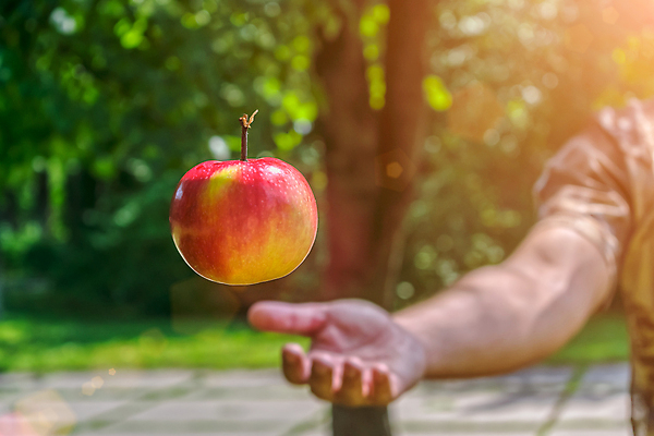 포토 JPG 해외이미지 라이프스타일 손 공원 음식 농업 다이어트 과일 자연 디저트 건강 관리 사람없음 빨간색 초록색 정원 맑음 주스 봄 기쁨 수확 게임 신선 잡기 뜨거움 개화 던지기 사과 수집 심볼 유기농 원예 통과 노려봄 유지 내추럴 고립 숙성 효과 해외포토 웰빙 계절 공공시설 꽃 감정 산업 음료 컬러 모션 놀이 날씨 표정 취미 생활 신체부위 생태계 파일형식 이미지허브