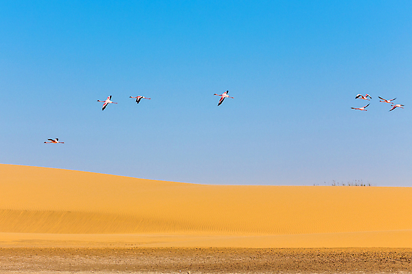 포토 JPG 해외이미지 동물 구름 공원 야생동물 선 모래 분홍색 여행 날개 아프리카 자연 조류 하늘 사람없음 야외 여름 노란색 걷기 사막 그룹 보호 모래언덕 플라밍고 깃털 나미비아 동물상 식민지 칼라하리 행진 해외포토 자연요소 계절 공공시설 나라 컬러 컨셉 모션 조형물 언덕 생태계 남아프리카 파일형식 이미지허브