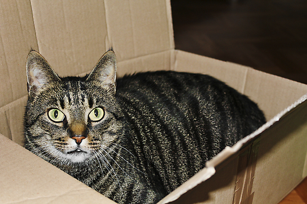 포토 JPG 해외이미지 동물 응시 얼굴 포즈 백그라운드 포장 포유류 놀이 휴식 수염 털 선물 앉기 사람없음 반려동물 상자 노란색 귀여움 검은색 고양이 회색 흰색 오픈 작음 컨테이너 코 패키지 얼룩무늬 해외포토 시선 산업 컬러 컨셉 무늬 모션 신체부위 크기 파일형식 이미지허브