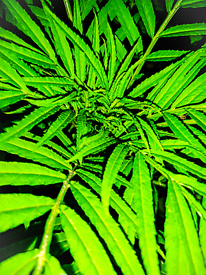 포토 JPG 해외이미지 나무 식물 디자인 계절 백그라운드 잎 꽃무늬 패턴 일러스트 자연 추상 바나나 손바닥 미술 사람없음 장식 초록색 세트 정원 봄 수확 성장 흰색 나뭇가지 숲 수집 오브젝트 에코 유기농 질감 하와이 내추럴 고립 엘리먼트 이국적 파라다이스 해외일러스트 손 웰빙 꽃 컬러 무늬 농업 과일 문화예술 환경 미국 생태계 파일형식 이미지허브