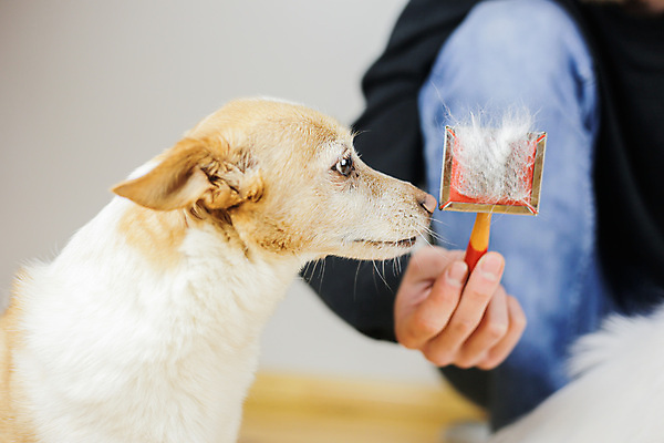 포토 JPG 해외이미지 한마리 손 응시 털 실내 한명 들기 상반신 성인 앞모습 아웃포커스 신체부위 강아지 보여주기 애견미용 애견미용사 애견빗 성인한명만 해외포토 1 시선 뷰포인트 모션 촬영기법 사람 내부 반려동물 뷰티 개 미용사 애견용품 성인만 파일형식 이미지허브