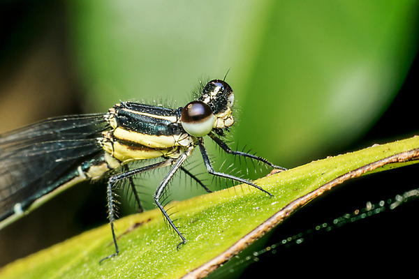 포토 JPG 해외이미지 식물 동물 공원 꽃 아시아 야생동물 곤충 백그라운드 잎 날개 태국 자연 추상 휴식 생물 사람없음 야외 초록색 물 여름 컬러풀 노란색 검은색 봄 벚꽃 호랑이 닫기 벌레 잠자리 묘사 질감 부드러움 내추럴 고립 동물상 생태학 해외포토 자연요소 계절 공공시설 교육 나라 컬러 컨셉 무늬 포유류 모션 조형물 감각 생태계 파일형식 이미지허브