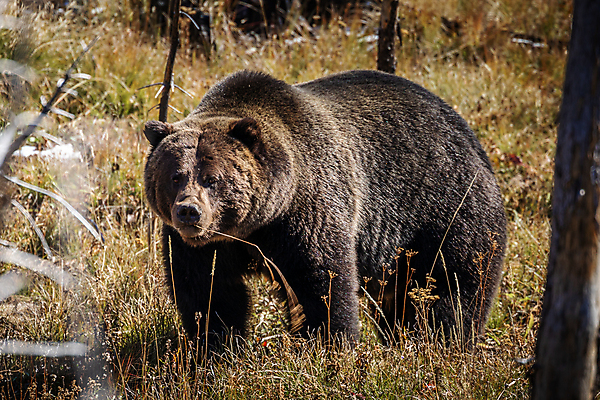 포토 JPG 해외이미지 동물 공원 야생동물 북아메리카 밭 신체 곰 포유류 자연 국립공원 사람없음 목재 갈색 미국 가을 황무지 숲 위험 큼 모피 내추럴 경보 와이오밍 해외포토 나무 계절 공공시설 컬러 컨셉 농업 재료 아메리카 크기 생태계 파일형식 이미지허브