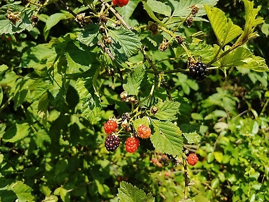 포토 JPG 해외이미지 식물 열매 음식 잎 과일 사람없음 빨간색 초록색 검은색 잡초 가시 블랙베리 식용 해외포토 컬러 파일형식 이미지허브