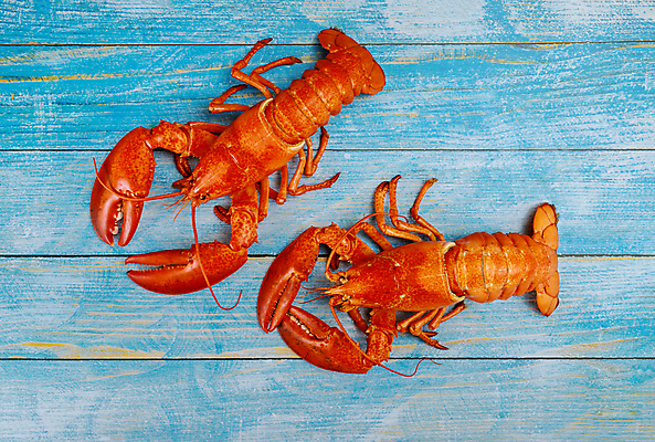 포토 JPG 해외이미지 접시 음식 바다 탁자 조개 건강 육류 갑각류 요리 사람없음 빨간색 식당 식사 저녁식사 게 신선 가재 바닷가재 지중해 먹기 해산물 준비 꼬리 점심식사 발톱 삶기 석판 식품점 집게발 해외포토 동물 식기 컬러 가구 식재료 모션 발 어패류 상점 파일형식 이미지허브